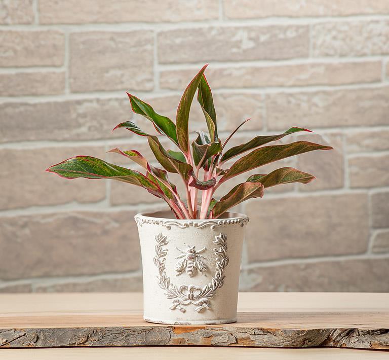 Planter Embossed with Bee
