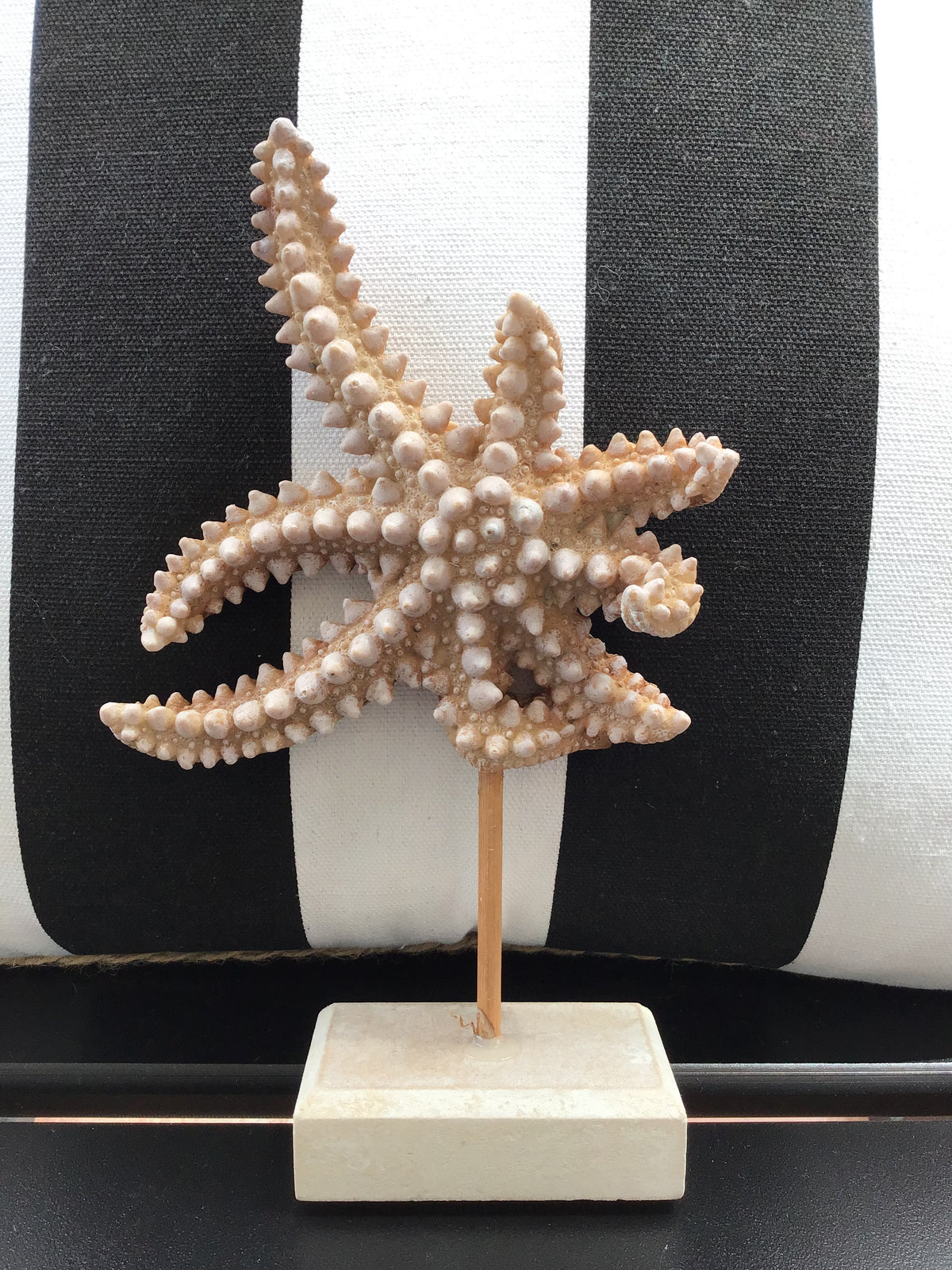Décor - Starfish on Stand
